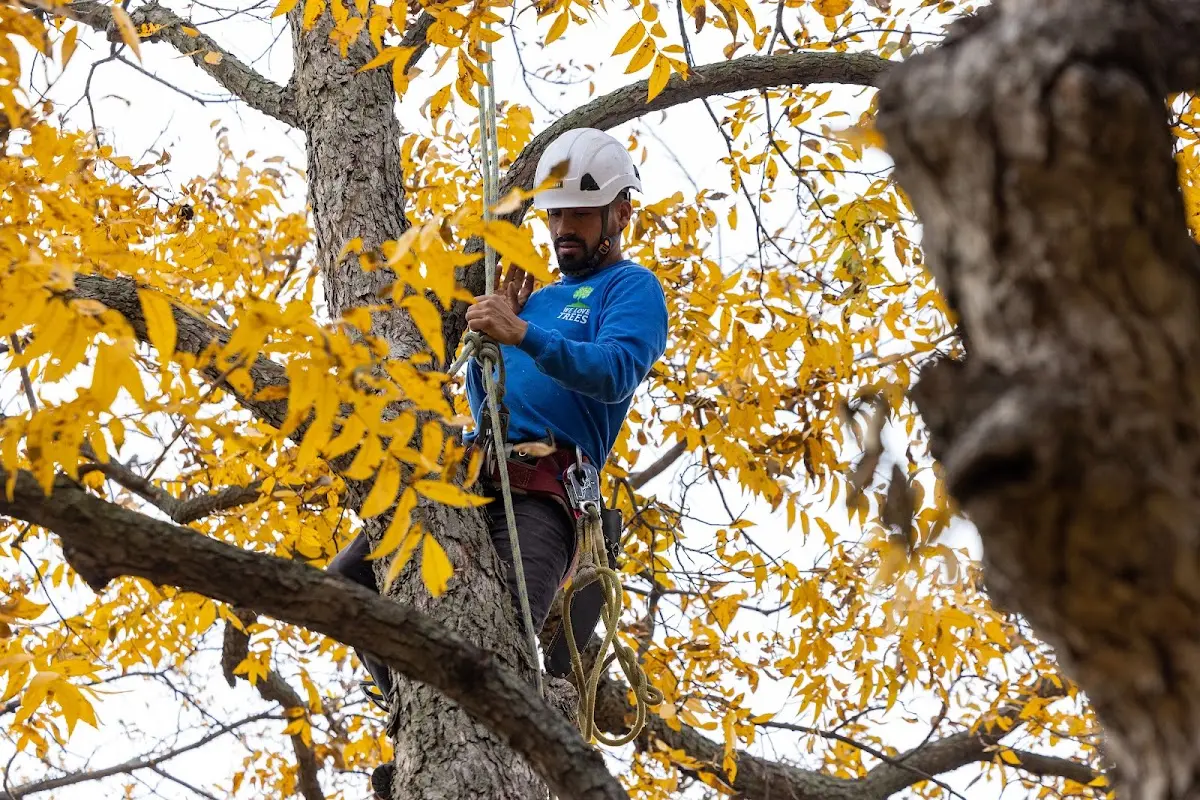 Skilled Tree Trimming crew working in Uniontown